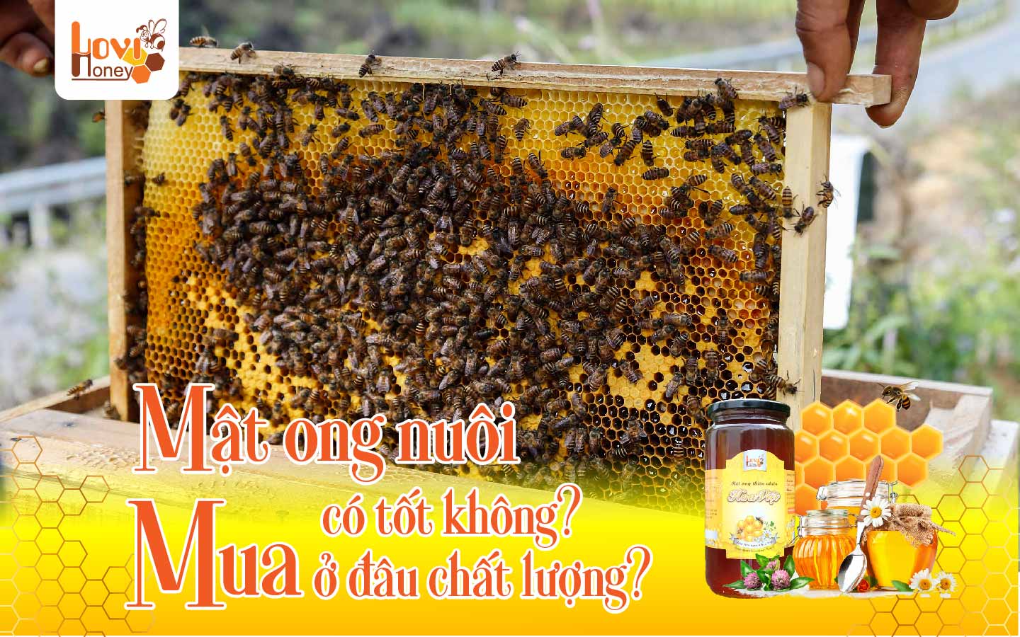 mat-ong-nuoi-co-tot-khong-mua-o-dau-chat-luong