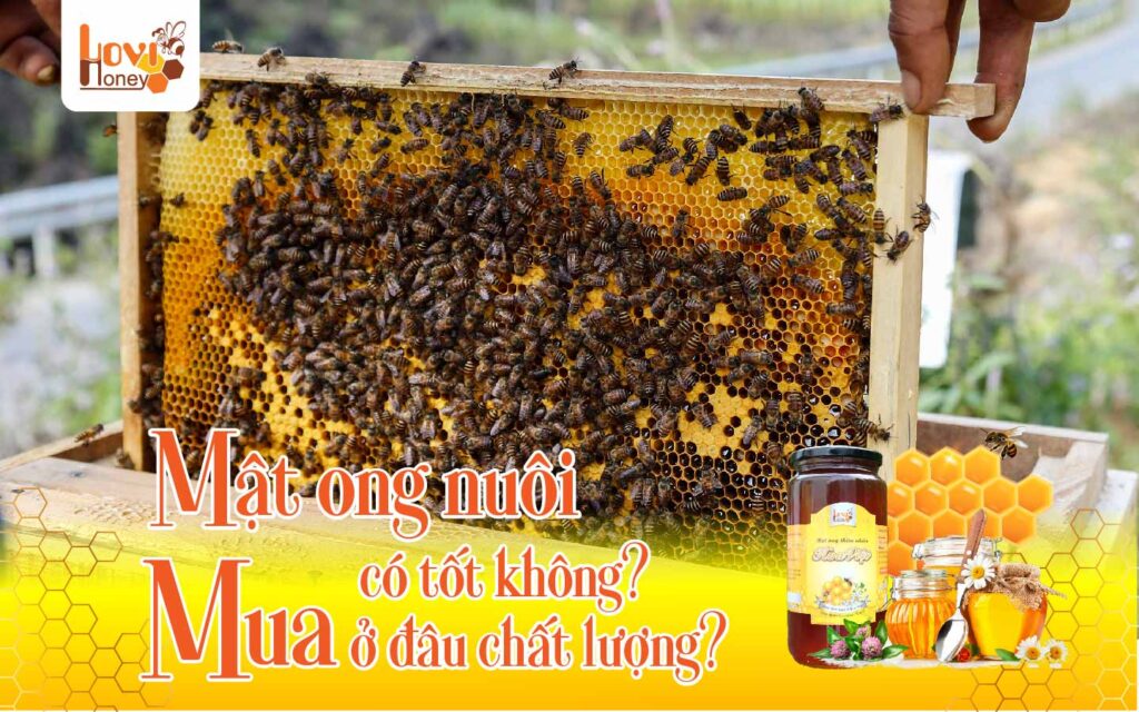 Mua mật ong ở đâu đảm bảo chất lượng?